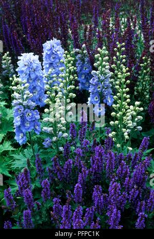 Fiori blu da Delphinium sp. (Larkspur) e Salvia sp. (Sage) in un letto di fiori Foto Stock