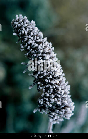 Buddleja davidii "Harlequin" (Estate lilla, Butterfly bush), il gelo su pannocchie invernale Foto Stock