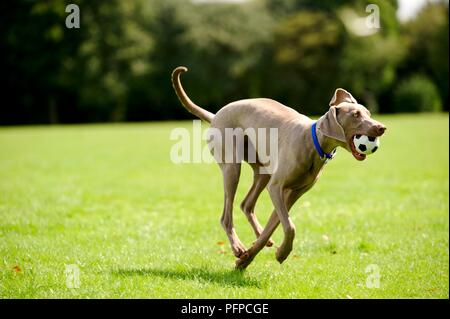 Weimaraner cane che corre nel parco con palla in bocca Foto Stock