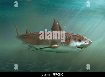 Hybodus squalo preistorico di nuoto in mare Foto Stock