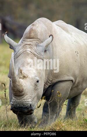 Kenya, Rift Valley Lake Nakuru National Park, rinoceronte bianco (Ceratotherium simum), vista frontale Foto Stock