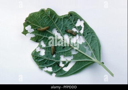 Viburnum leaf mangiato da Viburnum leaf coleotteri (Pyrrhalta viburni) Foto Stock