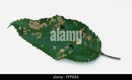 Leaf scolorimento causati da Pera e ciliegia slug (Caliroa cerasi) Foto Stock