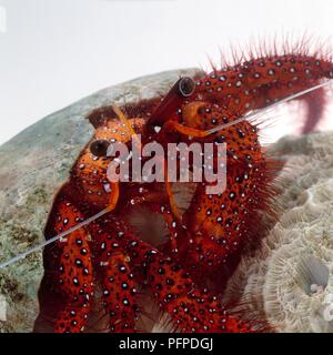 Il granchio eremita (Dardano megistos), close-up Foto Stock