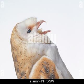 Il barbagianni (Tyto alba) chiamando, close-up Foto Stock