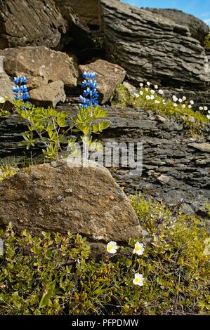 L'Islanda, Dryas octopetala (montagna avens) e Lupinus nootkatensis (Alaska lupini) crescono sulle rocce di Glymur cade Foto Stock