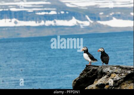 L'Islanda, a ovest di fiordi, Isafjordur, due i puffini (Fratercula arctica) sull isola di Vigur Foto Stock