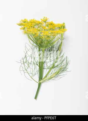 Foeniculum vulgare (finocchio) con sottile, feathery foglie verdi e umbels di minuscoli fiori gialli Foto Stock