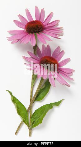 Echinacea purpurea (orientale Coneflower viola o Purple Coneflower) con foglie verdi su steli Foto Stock