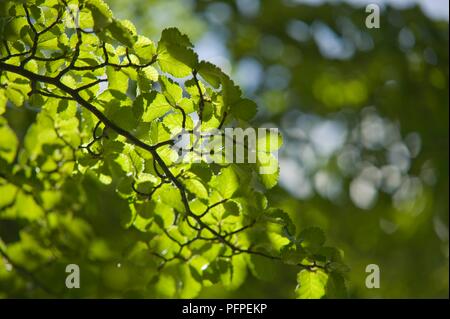 Il Cile, Patagonia, Parque Nacional Torres del Paine (Parco Nazionale Torres del Paine), Ascencio Valle, Nothofagus pumilio (Lenga faggio) foglie, close-up su un ramo soleggiato in foresta Foto Stock