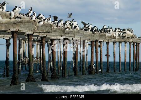 Il Cile, Magallanes e Antartica Chilena Regione, Punta Arenas Città, guanay cormorani sul vecchio molo in legno Foto Stock