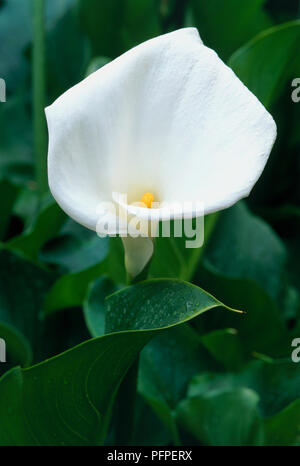 Zantedeschia aethiopica 'Crowborough' (Pasqua) giglio bianco puro fiore con foglie verdi, close-up Foto Stock