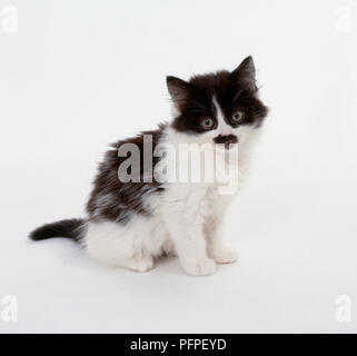 Soffice bianco e nero gattino Foto Stock