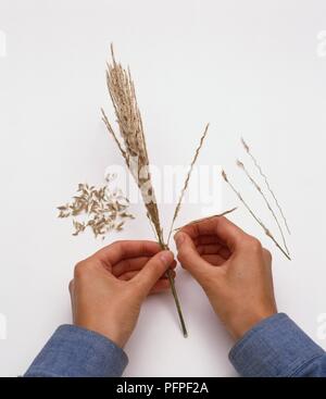 Le mani tirando via i semi maturi da un picco di erba annuale, close-up Foto Stock