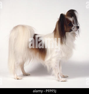 Continental Toy Spaniel Papillon: marrone e bianco Papillon (Continental Toy Spaniel) in piedi Foto Stock