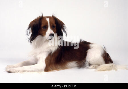 Bianco e Marrone o Kooikerhondje Kooiker Hound, sdraiato Foto Stock