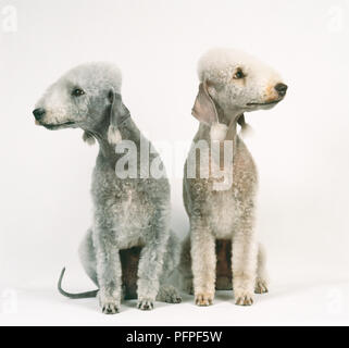 Coppia di fegato e blue Bedlington Terrier con rifilato cappotti Foto Stock