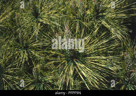 Rosso giapponese pine (Pinus densiflora) con ago lungo-come le foglie e semi di verde su pigne nelle quali, close-up Foto Stock