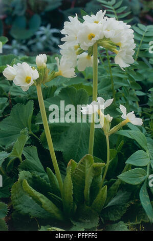 Primula denticulata "Alba" (coscia primrose, primula himalayana), fiori bianchi su stocchi di stout Foto Stock