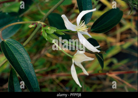 Clematis armandii, (Armand Clematis, Evergreen Clematis), fiori di colore bianco con prominenti stame sullo stelo e foglie di colore verde scuro, close-up Foto Stock