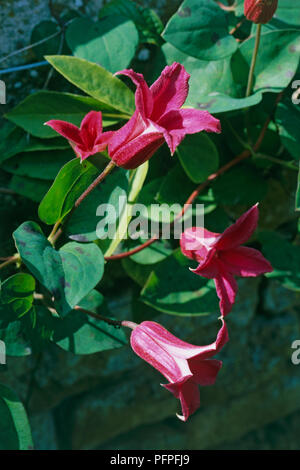 La clematide 'Duchess di Albany', vite rampicante con scarlatto a forma di campana di fiori e foglie verdi, close-up Foto Stock