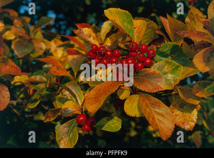 Crataegus persimilis 'Prunifolia' (di latifoglie Cockspur Thorn), con cluster di bacche rosse e il bronzo e il Verde foglie di autunno, close-up Foto Stock