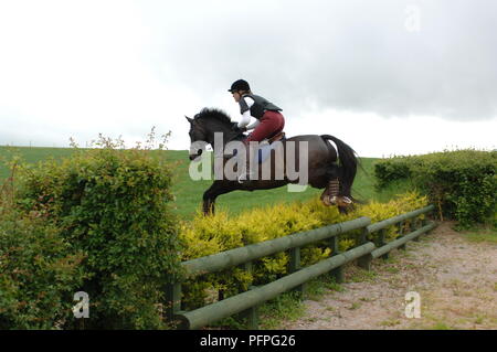 Donna cavaliere a cavallo marrone, saltando siepe, vista laterale Foto Stock