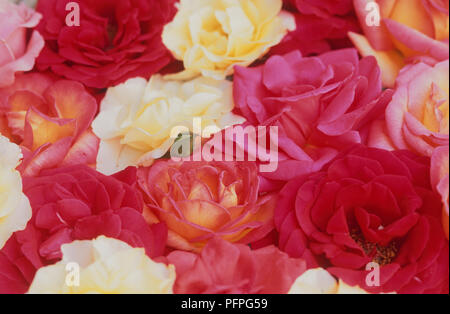 Assortimento di rose di coloratissimi, giallo, rosso e rosa, close-up Foto Stock