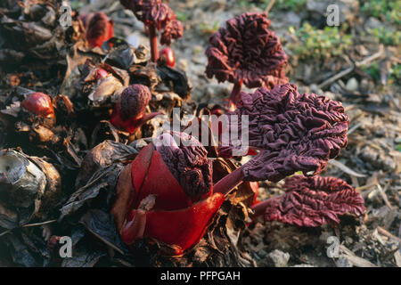 Rheum palmatum 'Atrosanguineum' (Rabarbaro cinese, Rabarbaro radice), foglie emergenti, close-up Foto Stock