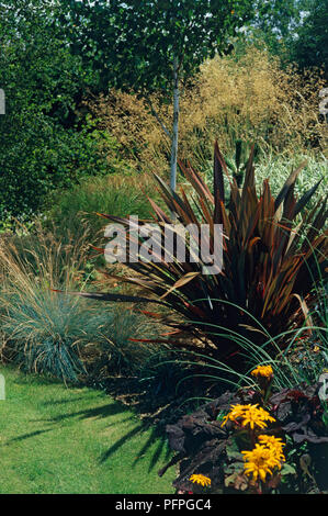 Phormium tenax 'Purpureum gruppo" (Nuova Zelanda lino), perenne con verde scuro al violaceo foglie lineari, tra altre piante in giardino Foto Stock