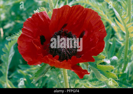 Papaver orientale " Bellezza di Livermere' (Golia gruppo), vivid fiore rosso, close-up Foto Stock