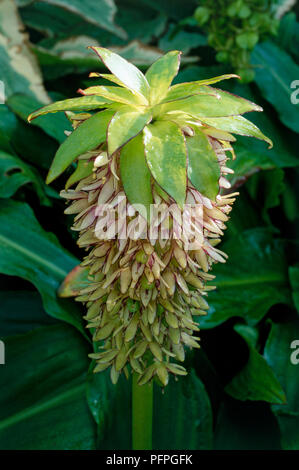 Eucomis bicolor (Ananas giglio), perenne bulbosa con uno spesso Cuscinetto stelo racemi di verde pallido con fiori viola emarginati petali, guarnita con frondosi brattee Foto Stock