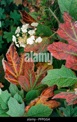 Hydrangea quercifolia (Oakleaf hydrangea), fiori di colore bianco e rosso e verde Foglie di autunno, close-up Foto Stock