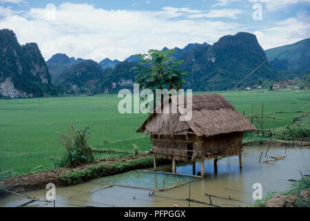 Il Vietnam, figlio La, Black Thai house su palafitte con tetto di paglia in allagato risone Foto Stock