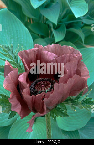 Papaver orientale " Patty la prugna" (Orientale papavero), viola-fiore rosso con petali frilled, close-up Foto Stock