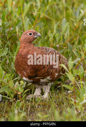 Maschio di Willow Ptarmigan (Lagopus lagopus), il Parco Nazionale di Denali Alaska Foto Stock