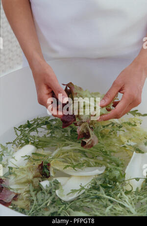 Lavaggio insalata mista di foglie, close-up Foto Stock