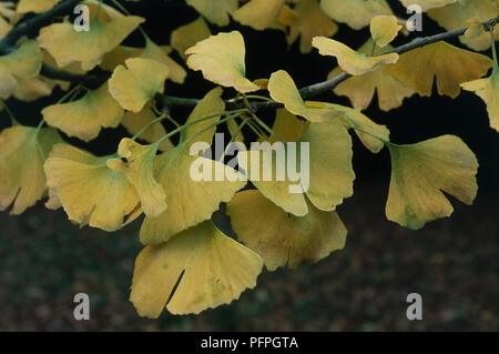 Gingko biloba (Maidenhair tree), close-up di foglie di giallo Foto Stock