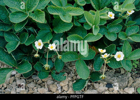 Piante di fragola con fiori, close-up fragaria Foto Stock