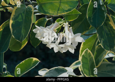 Stephanotis floribunda f. variegata (Madagascar gelsomino) Piccoli fiori bianchi appesi su steli sottili e foglie verdi bordato di giallo, close-up Foto Stock