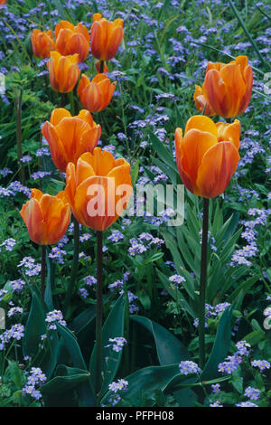 Tulipa 'Prinses Irene' arancio e tulipani su lunghi steli steli crescente tra dimenticare blu-me not Foto Stock
