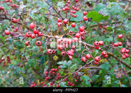 Irlanda, County Donegal, Fanad Penisola, Crataegus sp. (Biancospino), bacche rosse su un arbusto Foto Stock