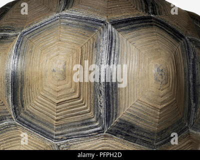 Tartaruga gigante di Aldabra (Aldabrachelys gigantea), close-up di shell Foto Stock