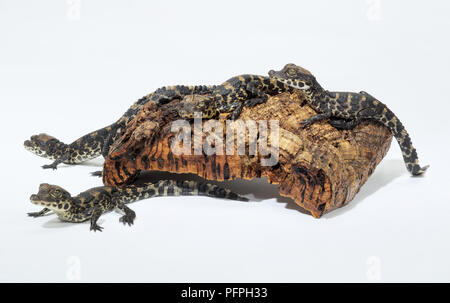 Coccodrillo nana (Osteolaemus tetraspis), gruppo di piccoli coccodrilli arrampicarsi su un pezzo di legno Foto Stock