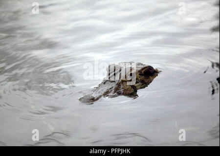 Sud America, Brasile, Amazonas, Caimano latirostris, la testa di un ampio snouted specie che figurano al di sopra dell'acqua Foto Stock