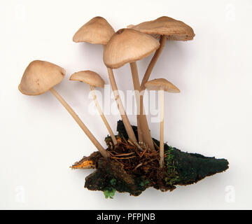 Vista laterale del cluster di Mycena galericulata (comune) del cofano che cresce su moss Foto Stock