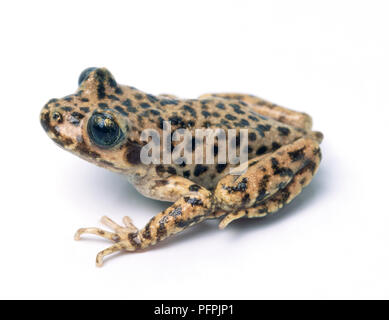 Ostetrica maiorchino toad (Alytes muletensis), vista laterale Foto Stock