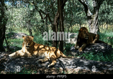 Lo Zimbabwe, vicino a Harare, Lion e Cheetah Park, leonessa a riposo sotto l'ombra degli alberi con un leone in background Foto Stock