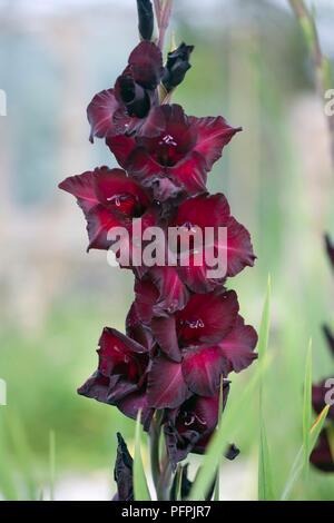 Gladiolus 'Black Jack', deep red flower spike, close-up Foto Stock