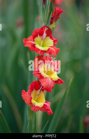 Gladiolus 'Bernadette", rosso e giallo fiori bicolore, close-up Foto Stock